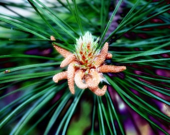 3pcs PIGNONS de PIN Pinus Pinea 1 kg bio/organic-Italian Stone pommes de pin 3pcs PIGNONS de PIN Pinus Pinea 1 kg bio/organic-Italian Stone pommes de pin