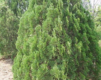 7 Chinese Thuja Seeds, Oriental Thuja, Platycladus orientalis