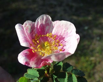 10 Burnet Rose Seeds, Rosa pimpinellifolia