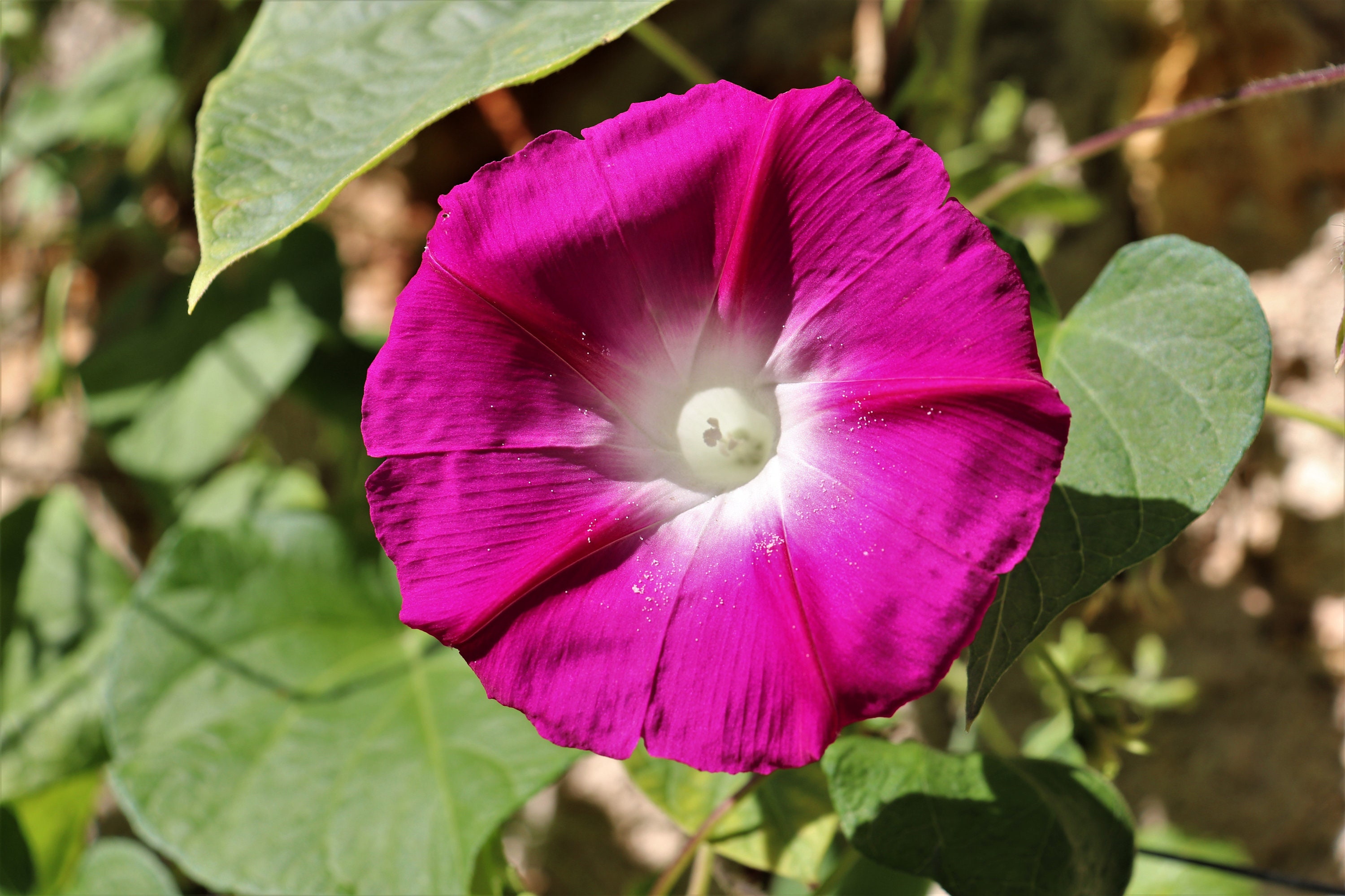 10 Graines d'ipomée Rose Fleur Grimpante Ipomoea Purpurea Morning Glory Volubilis