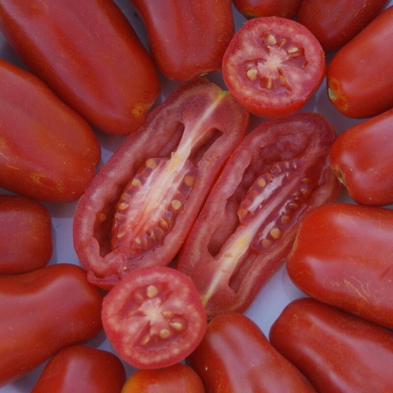 20 Graines de Tomate San Marzano