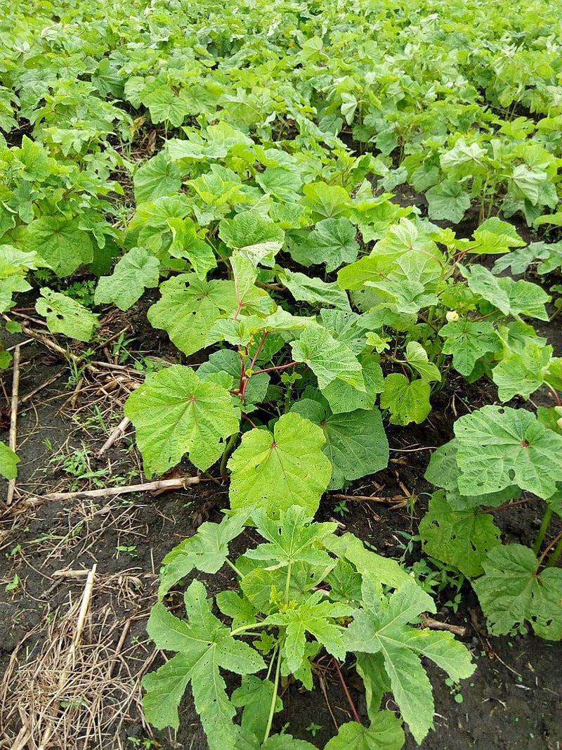 Graines de Gombo, Abelmoschus Esculentus