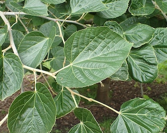 3 Manchurian Linden Seeds, Tilia mandshurica