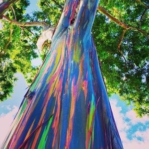 10 Rainbow Eucalyptus Seeds, Eucalyptus deglupta, ideal Bonsai