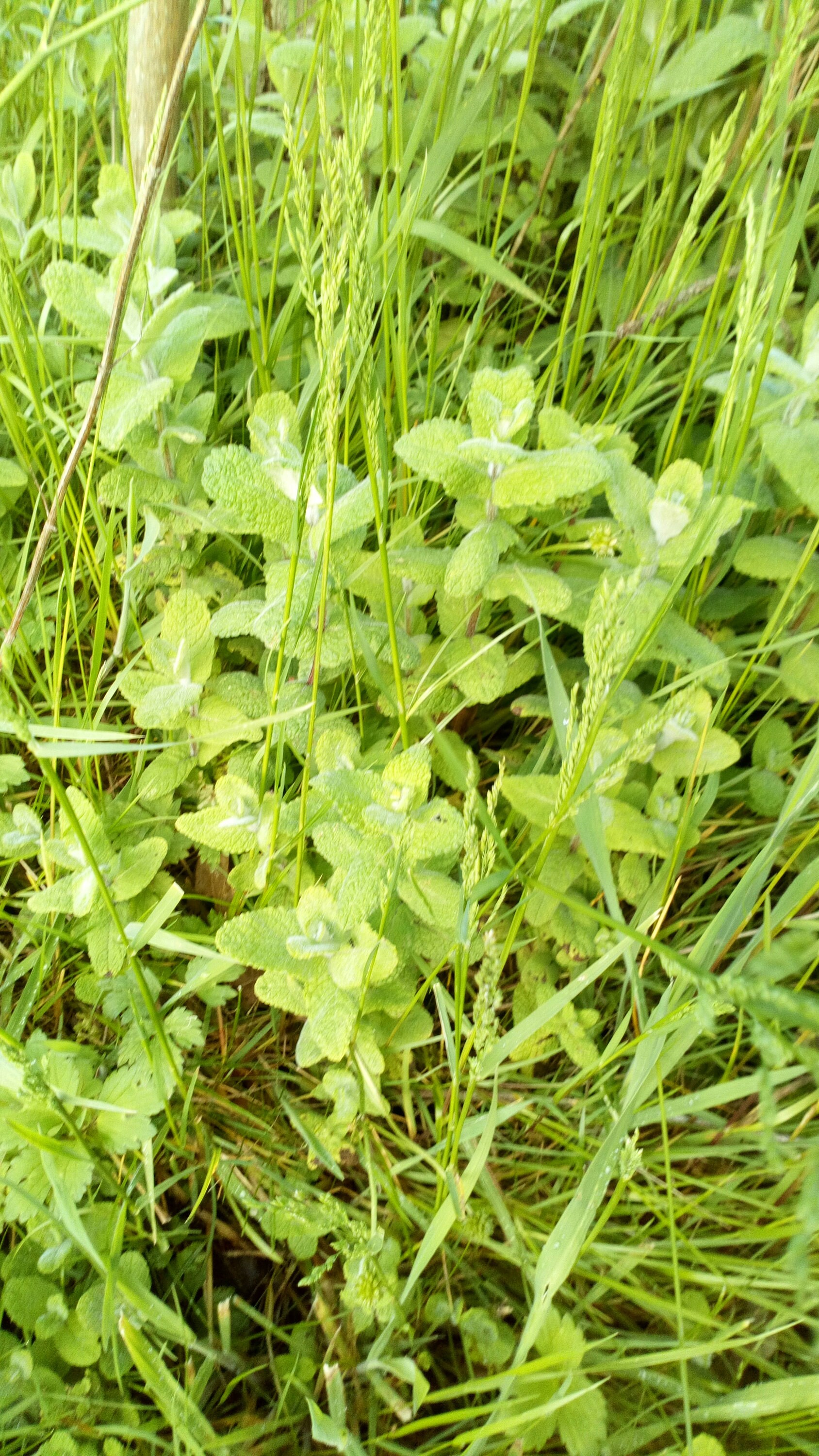 Plants de Menthe Sauvage Racinée Plante Aromatique Très Parfumée Pour Thé, Tisane