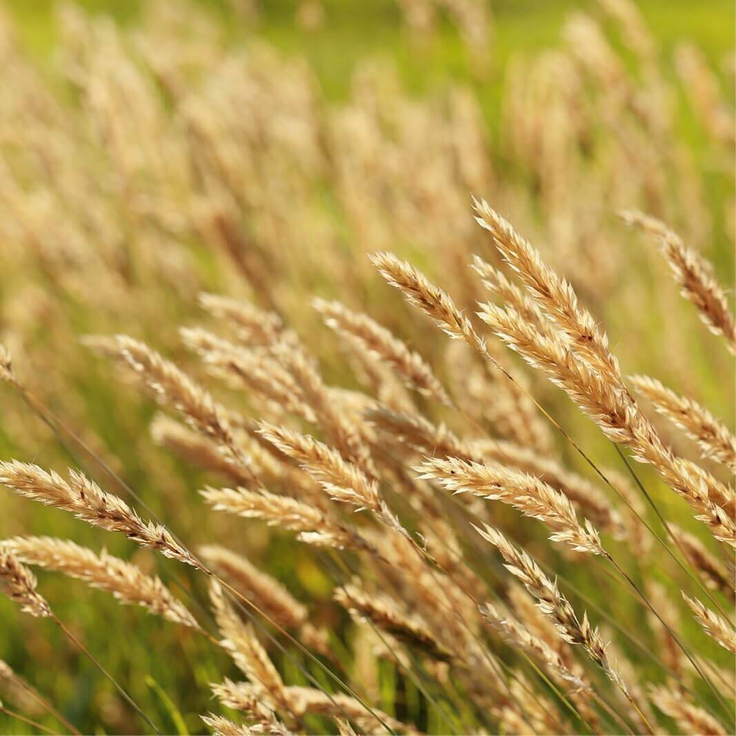 50 Graines de Phalaris Canariensis, Alpiste