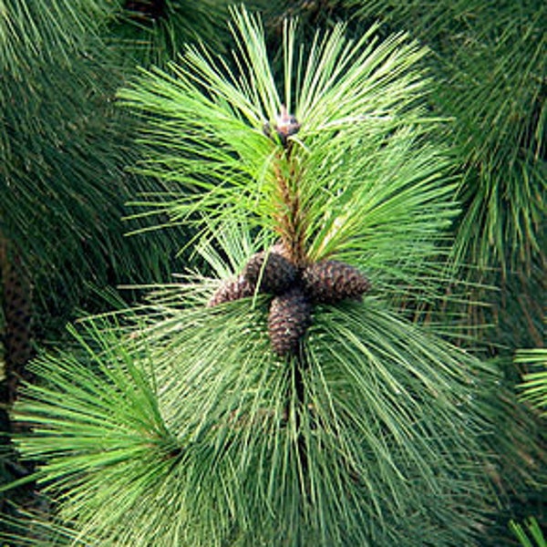 7 Ponderosa Pine, Pinus Ponderosa, Yellow Pine, Heavy Timber Pine Samen