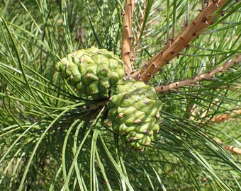 10 Chinese Pine Seeds, Pinus tabuliformis