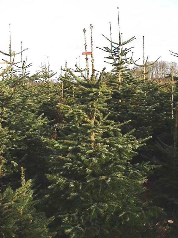 5 Semi Di Abete Di Nordmann (Abies Nordmanniana) - Per Coltivare Il Tuo Albero Di Natale