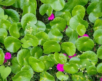 Puede incluir: Primer plano de un parche de hojas verdes con pequeñas flores rosadas dispersas. Las hojas son redondas y tienen una superficie ligeramente texturizada.