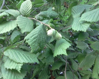 Cuttings of wild hazelnut, Corylus