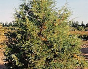 10 Rocky Mountain Juniper Seeds, Juniperus scopulorum