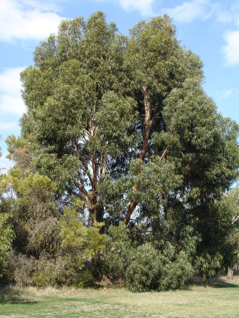 7 Graines Eucalyptus Cordata, d'australie