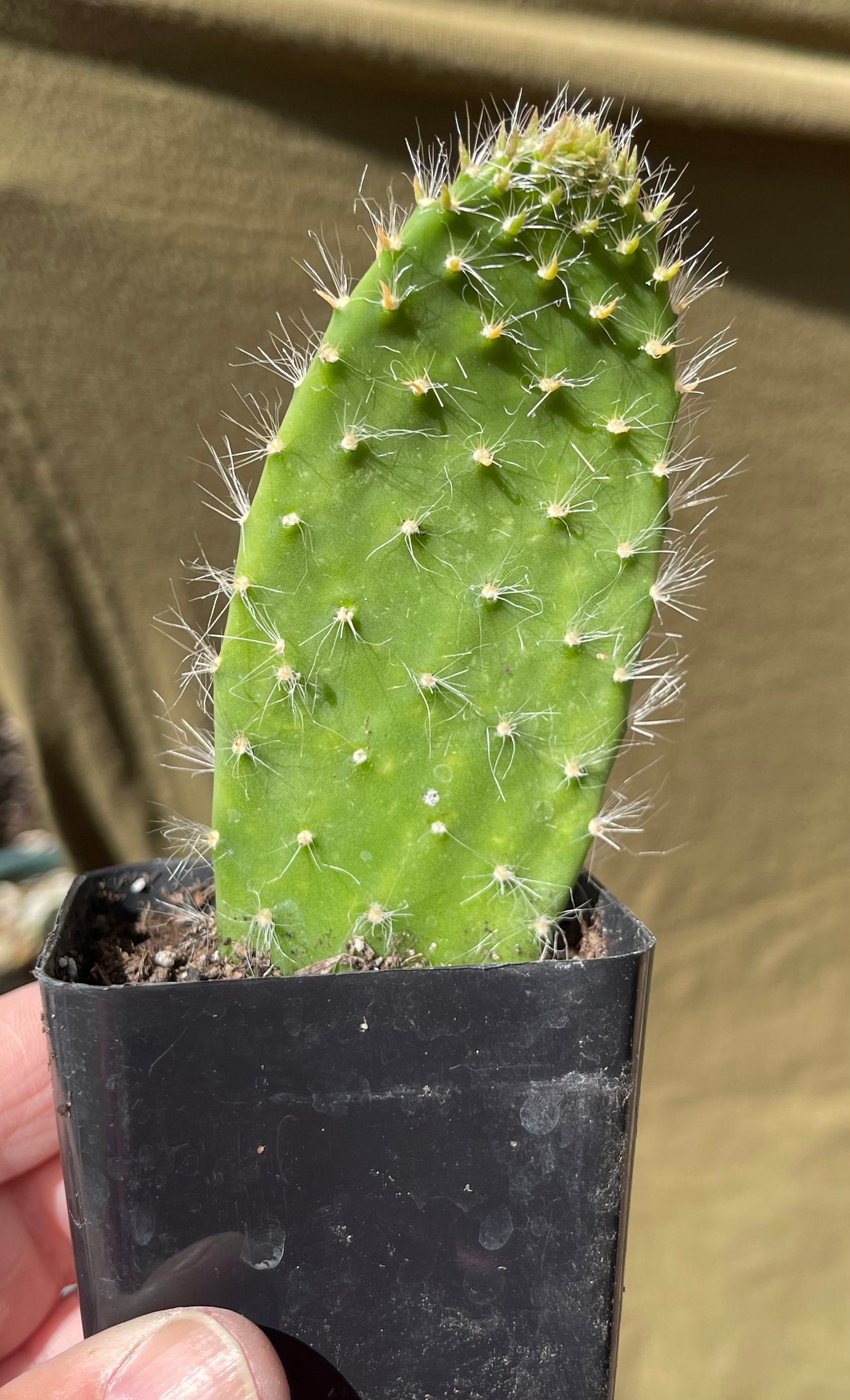 Opuntia Erinacea Ursine Hairy Cactus Snow Cactus Etsy