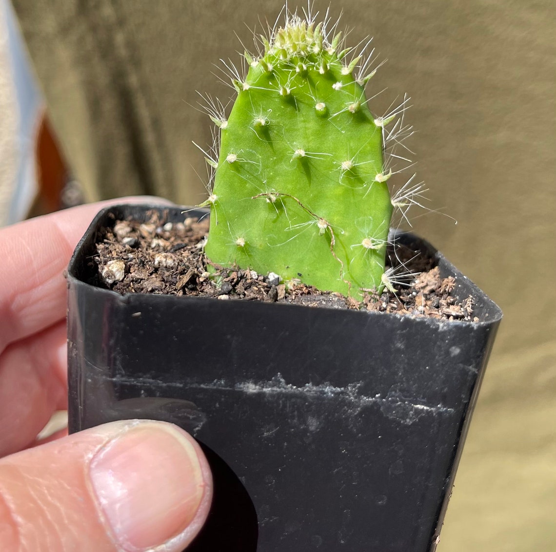 Opuntia Erinacea Ursine Hairy Cactus Snow Cactus Etsy