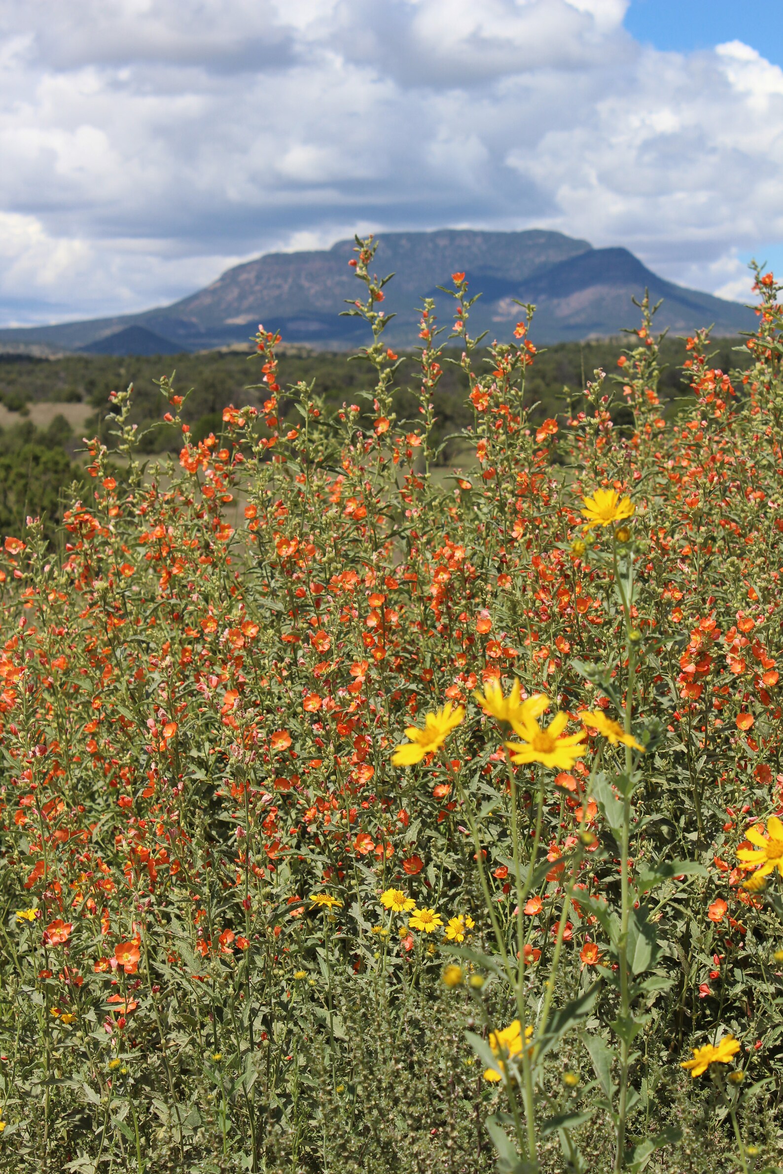 Orange and Yellow Wildflowers in New Mexico Photograph Etsy