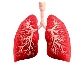 Lung Health png| kids gift |Health poster| social media flyer| heart| planner stickers| transparent PNG| digital|instant download|