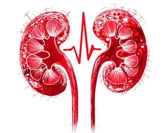 Kidney Health png| kids gift |Health poster| social media flyer| heart| planner stickers| transparent PNG| digital|instant download|