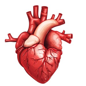 Gezondheids-png| Gezondheidsposter| reanimatie| hartslag |  |sociale media| plannerstickers| transparant png-bestand| digitaal|directe download | verpleegster| wetenschap|