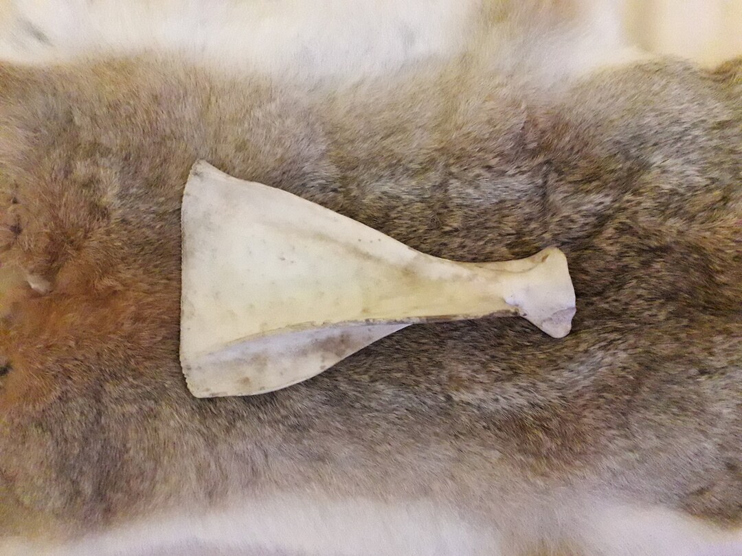 DEER SHOULDER BLADE Real Animal Bones for Crafting Etsy