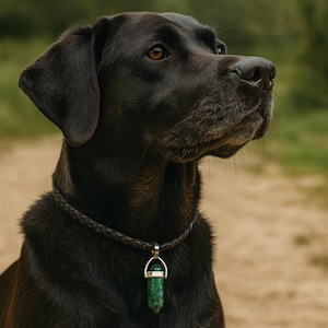 Peut inclure: Un Labrador noir portant un collier en cuir tressé avec un pendentif doré tenant un cristal vert. Le chien regarde vers le haut. L'arrière-plan est flou avec des tons verts et bruns.