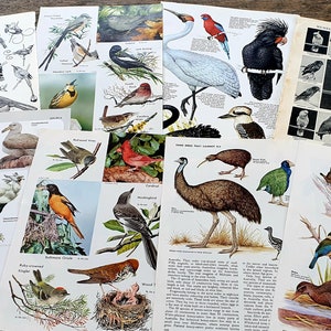 Full Page,  Bird Illustrations. Vintage Book Pages for Junk Journals, Scrapbooking Ephemera. Vintage Encyclopedia.