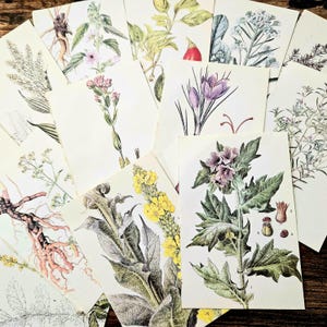 Flowers & Herbs, Full Page Illustrations for Junk Journals, Scrapbooking Ephemera. Art and Craft Paper.