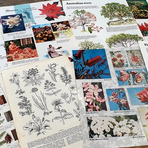 Full Page Botanical and Flower Illustration Pages. Vintage Book Pages for Junk Journals, Scrapbooking Ephemera. Vintage Encyclopedias..