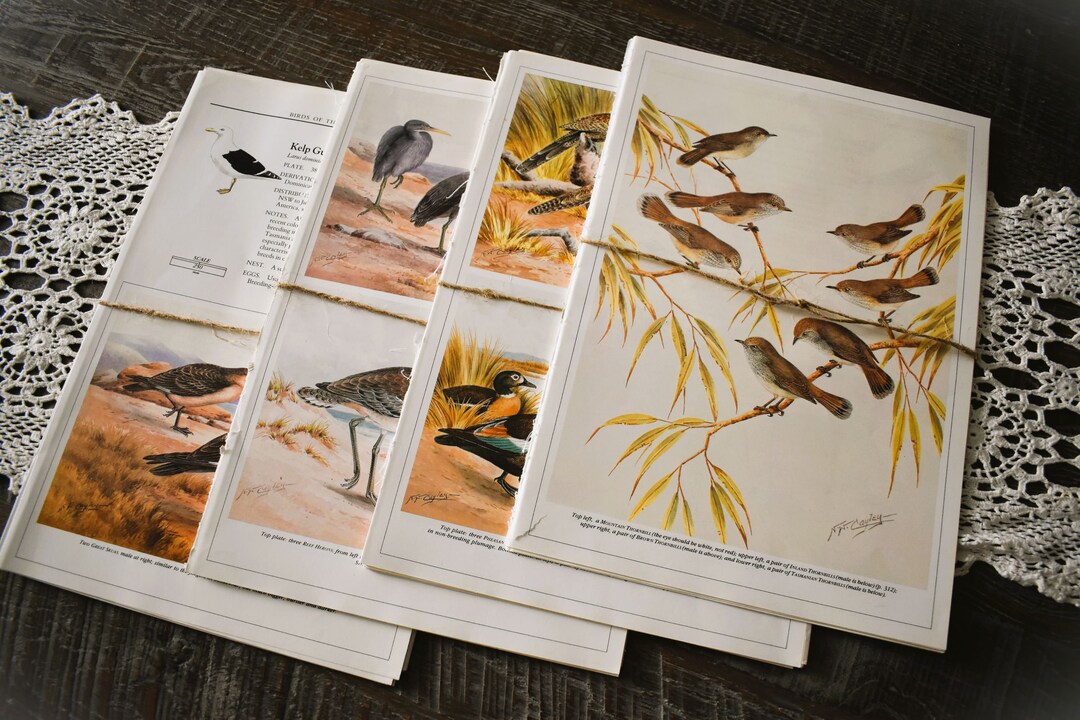 1990 Bird Illustration Pages Large Pack for Junk Journal, Scrapbooking ...