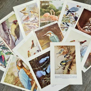 Vintage Bird Illustration, Vintage Encyclopedia Pages for Junk Journals, Scrapbooking Ephemera.