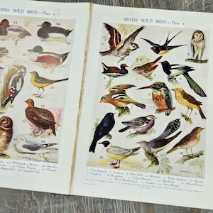 Vintage Bird Illustration. Vintage, Double Spread Encyclopedia Pages for Junk Journals, Scrapbooking Ephemera.