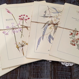 Edwardian Lady Style. Australian Flora Illustration Pages for Junk Journals, Scrapbooking Ephemera. Art & Craft Paper.