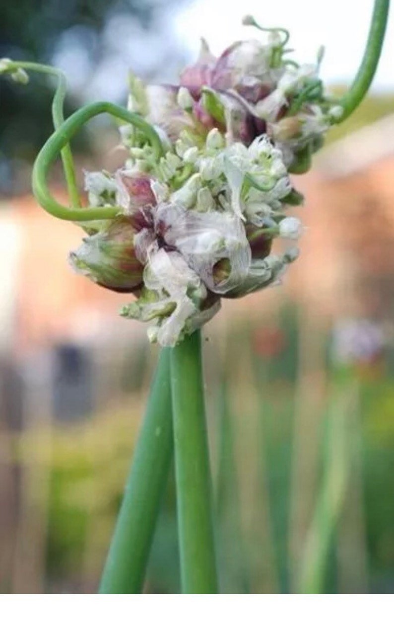 10 Catawissa Onion Walking Onion Bulblet 2023 Stock Etsy UK