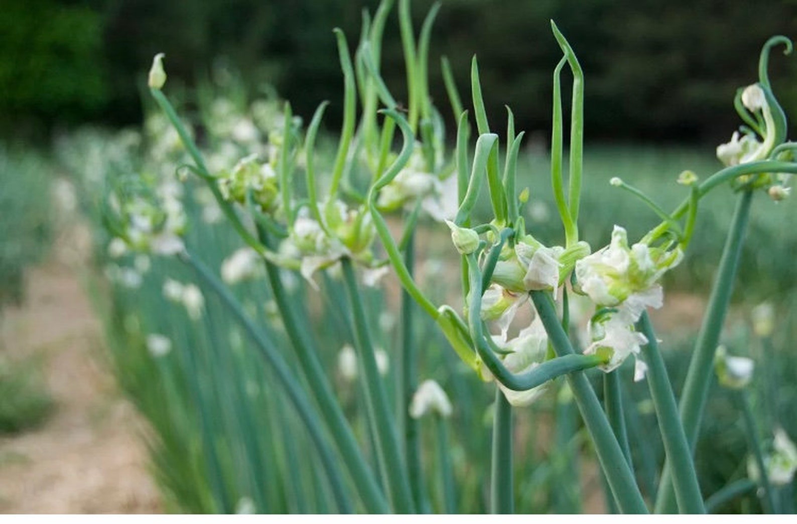 20 Flying Onion Bulblets Egyptian Walking Onions Etsy UK