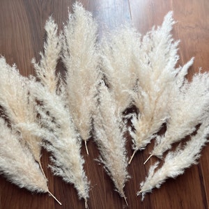 Pampas Scrap Box | Mini Dried Florals | Crafting Pampas | Boho Wedding Centerpiece | Dried Floral Crafts