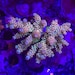 Maelstrom Reef