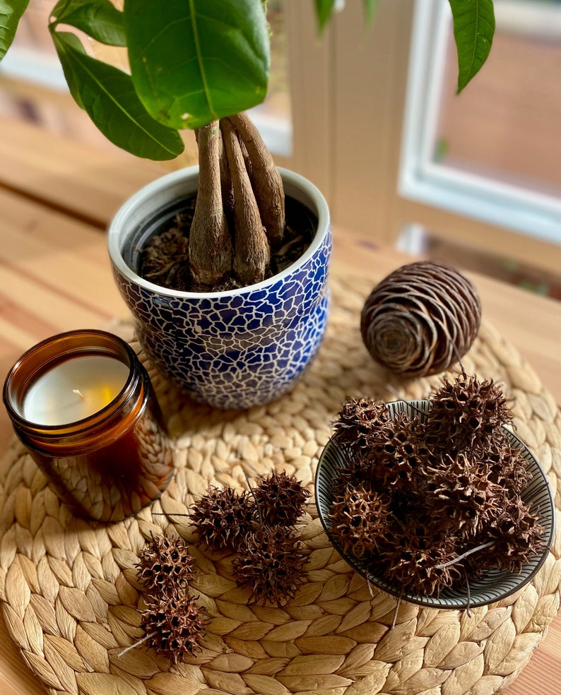 Sweet Gum Tree Balls Spiky Clusters 80g/20 Balls Etsy