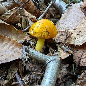 May include: A bright orange-yellow mushroom with a textured cap and a smooth, lighter yellow stem, emerging from a bed of dry, brown fallen leaves and small twigs. The text "My Found Fotos" is faintly visible across the mushroom cap.