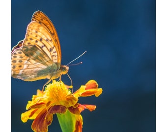 Butterfly Coloring Pages, Digital Download