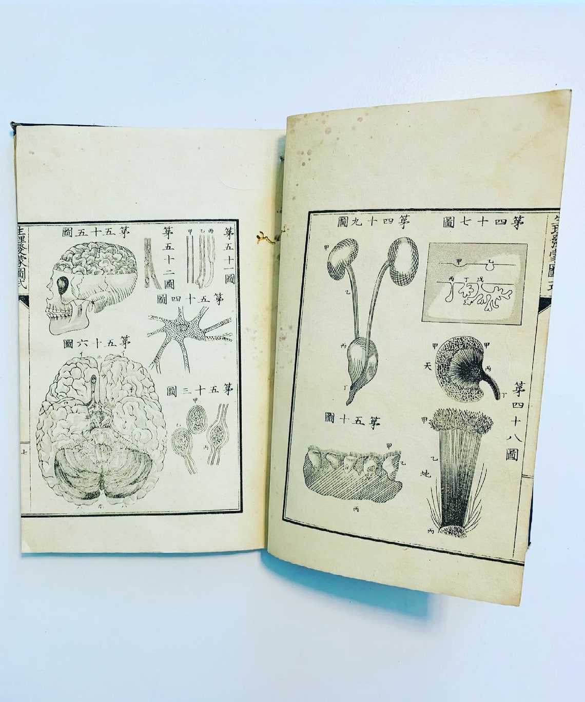 Anatomy graphic book. Japanese. Decorative. Home. Education. Etsy