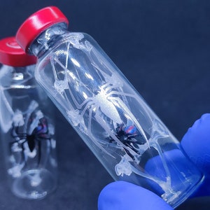 Op de afbeelding: Twee glazen flesjes met rode dopjes die geconserveerde zwarte spinnen bevatten. De flesjes zijn helder en tonen de spinnen in detail. Een flesje wordt vastgehouden door een blauwe, handschoen-gekleurde hand.
