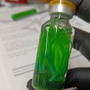 Op de afbeelding: Een helder glazen flesje met een zilveren dop en een gele bovenkant, met groen plantaardig materiaal in een vloeistof.