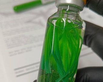 SCP-355 Il Prato Seghettato / Cosplay / SCP / Orrore / Classe dell'oggetto: EUCLID / Prop fiala