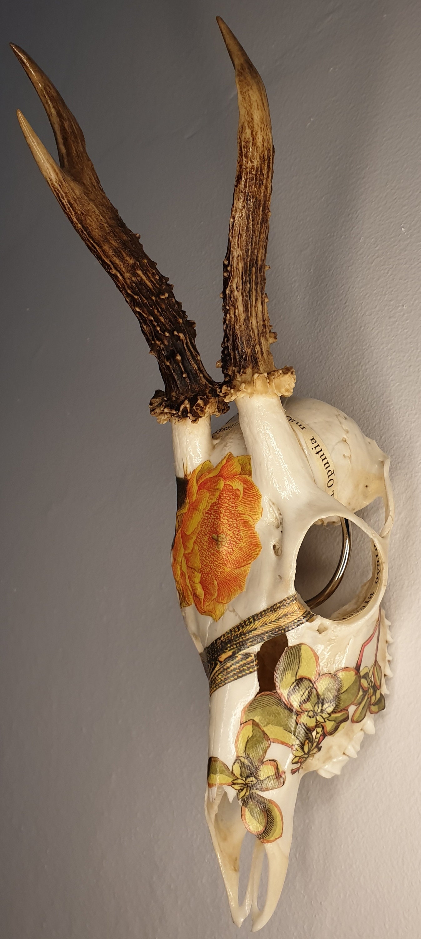 Decoupage Roe Deer Skull with Birds Succulents Etsy