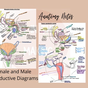 Anatomy Notes over male and female reproductive systems