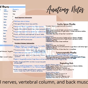 Anatomy Notes for the spinal column, deep back muscles, and cranial nerves
