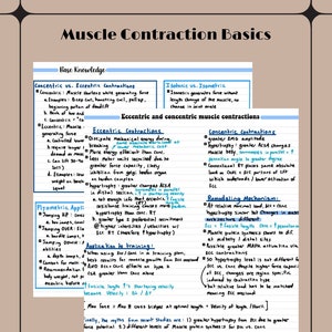 Muscle Contraction Basics Notes - Exercise Physiology
