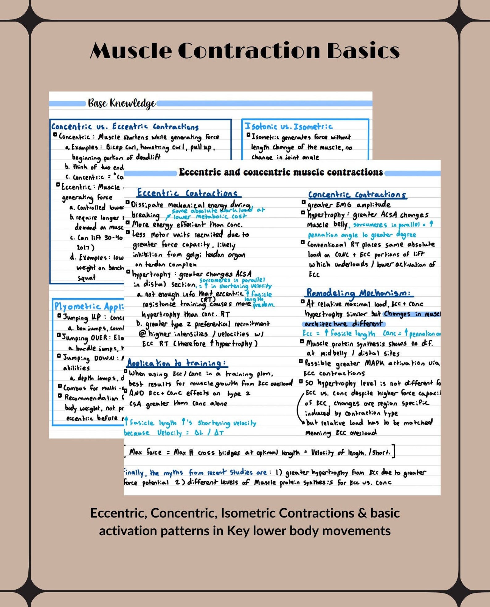 Muscle Contraction Basics Notes - Exercise Physiology - Etsy