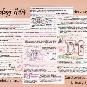 Human Physiology Notes Bundle