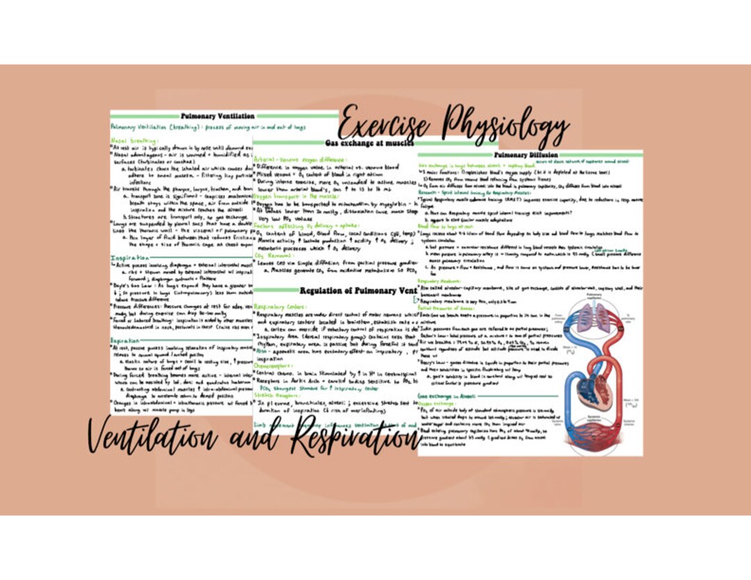 Respiration and Ventilation Exercise Physiology Notes - Etsy